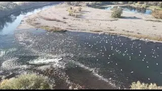 2025 1123 American River by Ambassador Park ( Lots of birds )