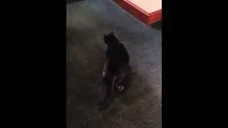 Daniel walking in circles stuggles to climb
