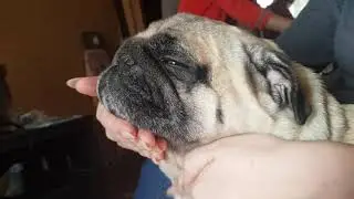 массаж складочек у мопса