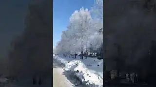 Иней на деревьях