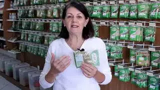ISABEL - NUTRICIONISTA FALA SOBRE O CHÁ DENTE DE LEÃO