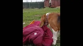 it's not boring with us#funny dogs#shorts
