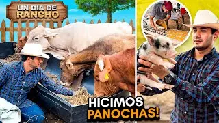 UN DÍA TRABAJANDO EN EL RANCHO así  Se Hacen las PAN0CHAS 🐷