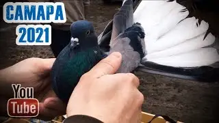 Голубиный рынок. Самара Осень 🍂 2021
