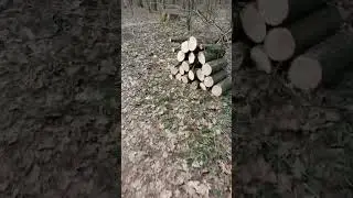 прогулка по роще ч. 2