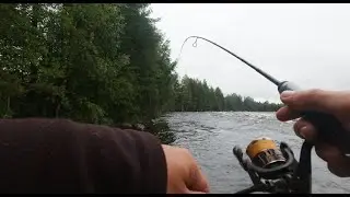 Попов Порог, первый в жизни  сиг и кумжа, хоть и маленькая!