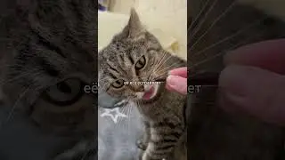 подарки для Булкиной  (^◕ᴥ◕^)