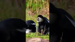 Colobus Monkey Playtime Revealed