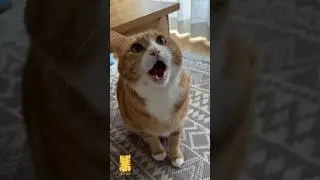 Funny Cat & Cute Kittens627😻 