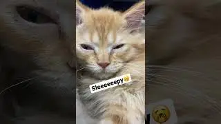 🥱 sleepy #kitten #cat #trending #viral #trendingshorts #video #shorts #viralshorts #pets #animals