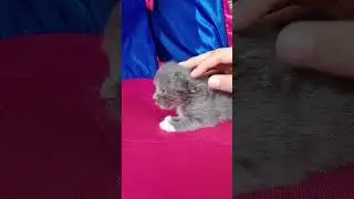 #kitten