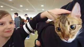 Cats