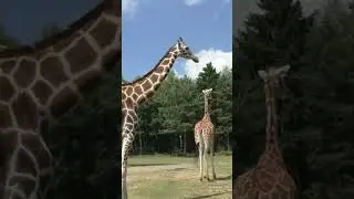 Elefanten, Giraffen und Co