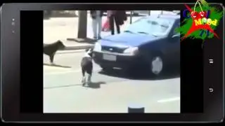 Забавные животные