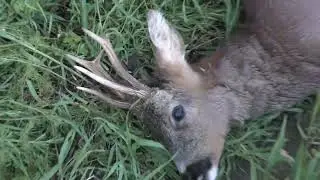 Gus's first track