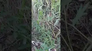 корни