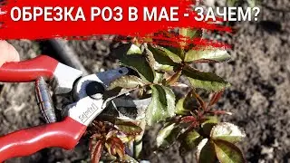 ОБРЕЗКА РОЗ В МАЕ - ЗАЧЕМ?