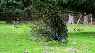 Male Peacock Displaying His Eye Spotted Tail