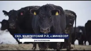 КТ "Мамбетов и К" #aнгус#порода#палатаангус