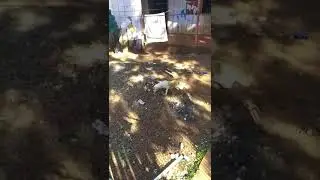 Guarda Municipal de Toledo prende homem que negligenciou cão ferido
