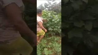 Produção de alimentos na cidade