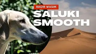 SALUKI IL CANE DEL DESERTO #levriero