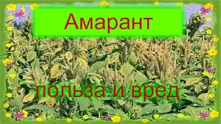 👀🌾Амарант - польза или вред🌿