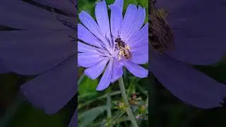 Eart bee on chicory flower / Земляная пчела на цикории 