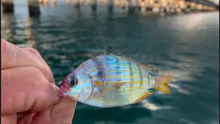 You Will Catch Them With Pinfish