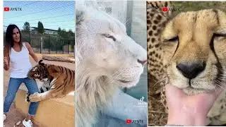 Incredible Big Cat Interactions with Humans Caught on Camera