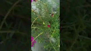 #flowers #flower #mountains
