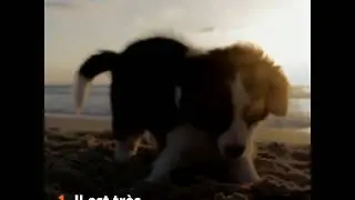 5 bonnes raisons d'adopter un chien