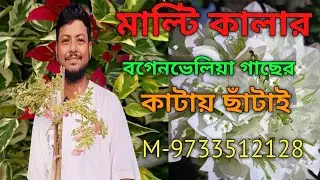 Pruning of multi-colored bougainvillea trees.