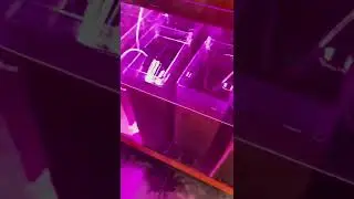 Как в Москве размножают медуз?😱