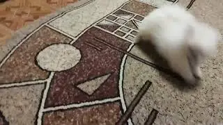 щенки щпица