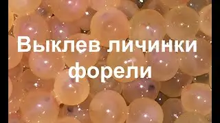 Выклев личинки форели