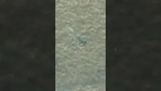 Small fish steals lure from giant fish!!