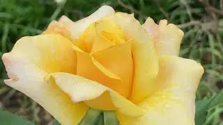 Mindful Moments: A Moment in Bloom