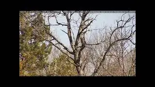 Squirrel Visits Eagle