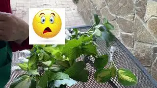 Посылка в Красноярск!🎉26 растений!!!💫