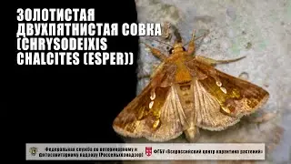 Золотистая двухпятнистая совка (Chrysodeixis chalcites (Esper))