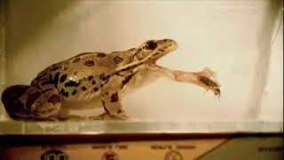What Happens to Frogs | Mini Documentary