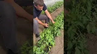 Пасынкую и накручиваю растения 