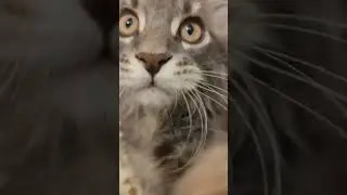 Мейн-Кун Велес/3 месяца/окрас ns22 #мейнкуны #mainecoon #catlover #cat #cute #kitty #kitten #ns22