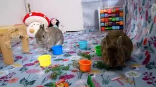 Carrot Time for Zita.