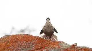 Tapaculo o Tococo (Scelorchilus albicollis)