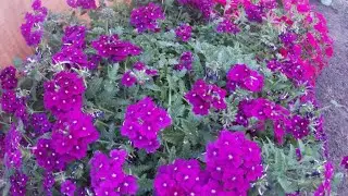САМЫЙ ЛЕГКИЙ СПОСОБ УКОРЕНИТЬ АМПЕЛЬНУЮ ВЕРБЕНУ.
