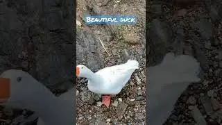 Beautiful duck 🦆