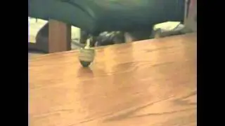 Dreydl Cat -  bond version
