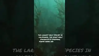 California's kelp forests support an abundance of marine wildlife